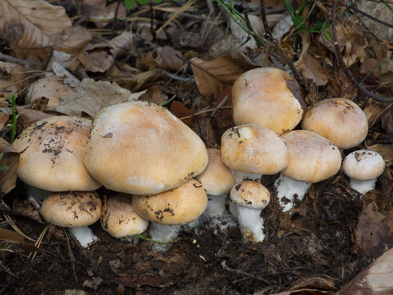 Cortinarius turmalis